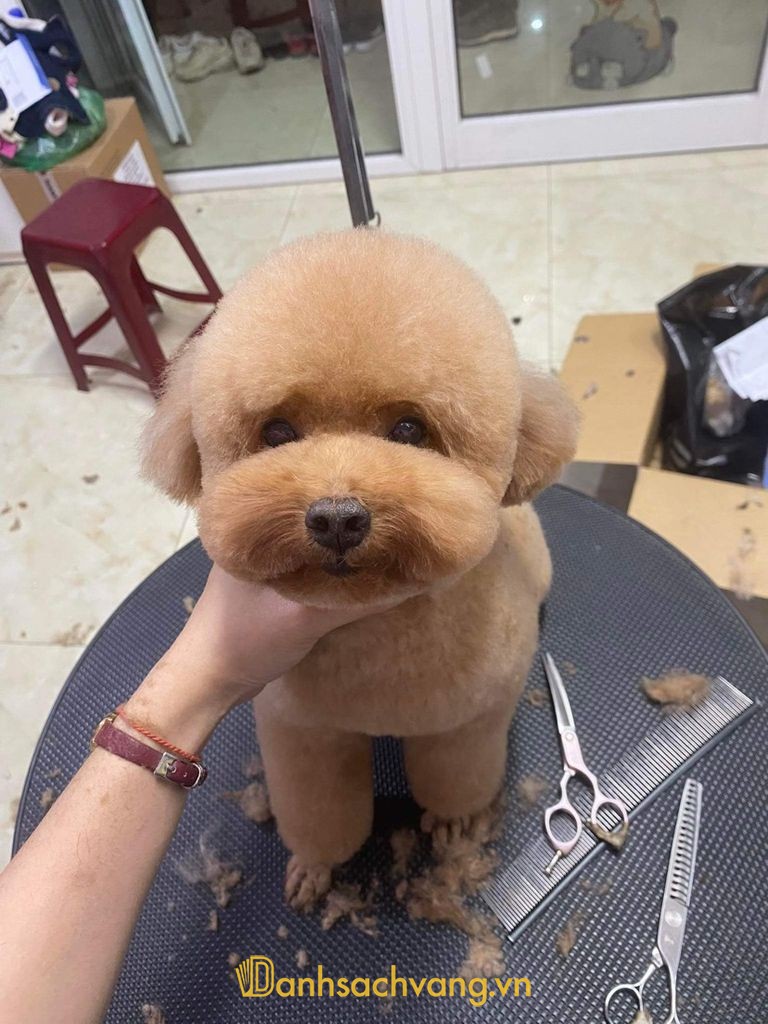 Phòng khám thú y Petaholic bác sĩ Hà Kiều Anh tại Hà Nội