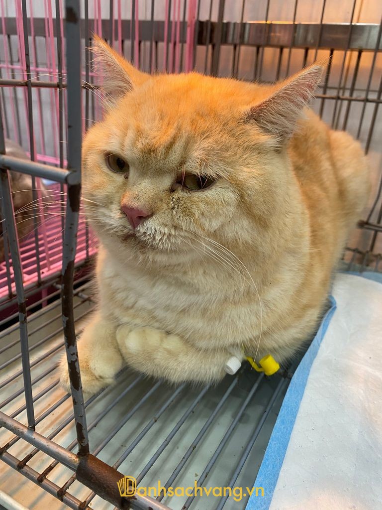 Bệnh viện thú y Hải Đăng tại Lê Duẩn Hà Nội