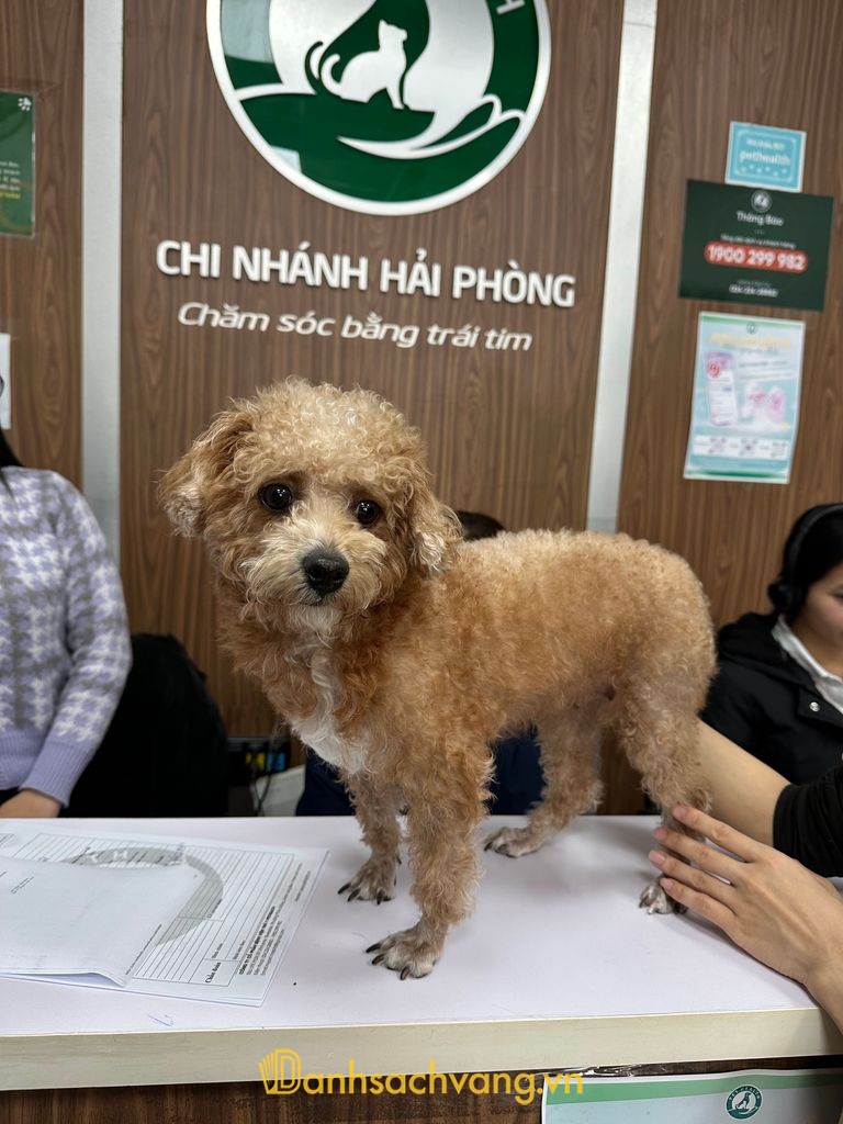 Bệnh Viện Thú Y PetHealth Hải Phòng - phòng khám thú y ở Hải Phòng
