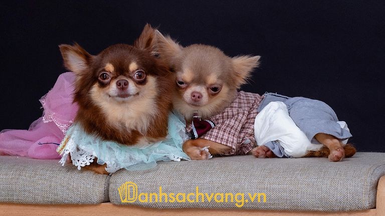 Phòng Khám Thú Y Đà Lạt Pet tại đường Ba Tháng Hai