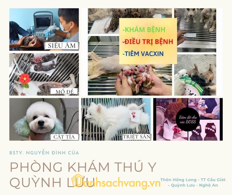 Phòng khám thú y Quỳnh Lưu Nghệ An