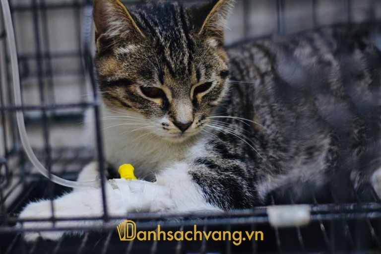 Phòng khám Thú y AnW ở Phú Thọ