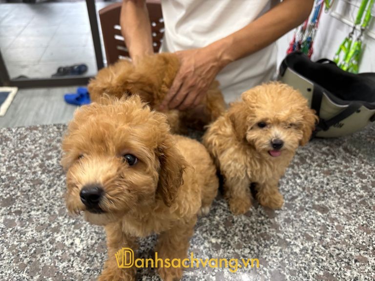 Phòng khám thú y Zichi Pet ở Quảng Ngãi