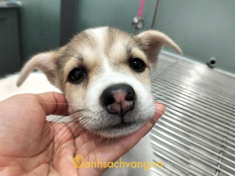 Phòng khám thú y Tiền Tuyến Pet tại Quảng Ngãi