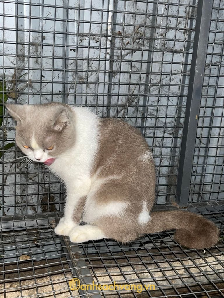 Phòng khám thú y Pet Trảng Bàng tại Tây Ninh