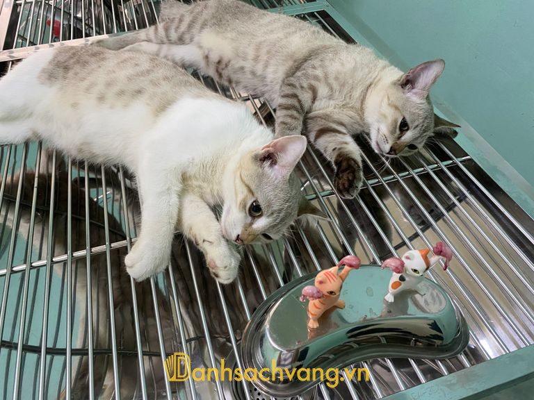 PET HOUSE phòng khám thú y 24/7 ở Tây Ninh
